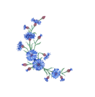 Cornflowers blue flowers half wreath watercolor illustration. Botanical composition element isolated from background. Suitable for cosmetics, aromatherapy, medicine, treatment, care, design, png