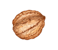 Walnut watercolor illustration isolated from background. Realistic texture and natural colors of the shell and kernel nut. Ideal for culinary, botanical and still life projects, packaging design, png