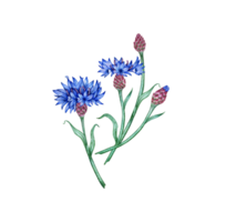 Cornflowers four blue flowers bouquet watercolor illustration. Botanical composition element isolated from background. Suitable for cosmetics, aromatherapy, medicine, treatment, care, design, png