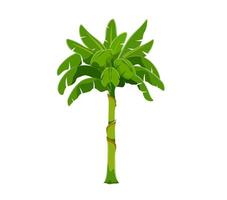 Cartoon jungle rainforest palm tree, beach plant vector