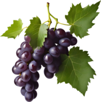 A bunch of dark purple grapes with a green leaf attached. AI-Generated. png