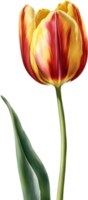 Watercolor hyper-realistic tulip with a glossy red exterior and a soft yellow interior. Ai-generated. png