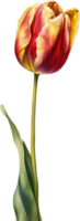 Watercolor hyper-realistic tulip with a glossy red exterior and a soft yellow interior. Ai-generated. png