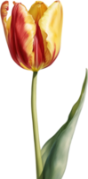 waterverf hyperrealistisch tulp met een glanzend rood buitenkant en een zacht geel interieur. ai-gegenereerd. png