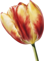 Watercolor hyper-realistic tulip with a glossy red exterior and a soft yellow interior. Ai-generated. png