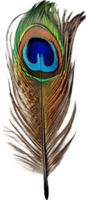 Close-up of beautiful peacock-inspired feathers. AI-Generated. png