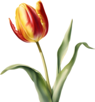 Watercolor hyper-realistic tulip with a glossy red exterior and a soft yellow interior. Ai-generated. png