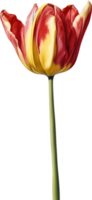 Watercolor hyper-realistic tulip with a glossy red exterior and a soft yellow interior. Ai-generated. png