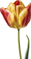 Watercolor hyper-realistic tulip with a glossy red exterior and a soft yellow interior. Ai-generated. png