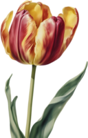 Watercolor hyper-realistic tulip with a glossy red exterior and a soft yellow interior. Ai-generated. png