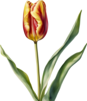 Watercolor hyper-realistic tulip with a glossy red exterior and a soft yellow interior. Ai-generated. png