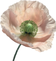 A poppy in hyper-realistic cartoon style. Ai-generated. png