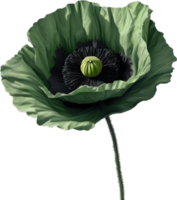 A poppy in hyper-realistic cartoon style. Ai-generated. png