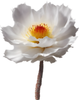 ein Nahansicht von ein Wüste Wildblume im beschwingt Farben, mit zart Einzelheiten. KI-generiert. png