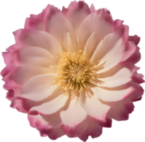 A close-up of a desert wildflower in vibrant colors, with delicate details. Ai-generated. png