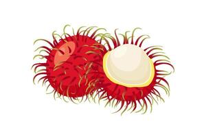 rambután Fruta icono.dibujos animados icono aislado en blanco antecedentes vector