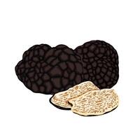 Black truffles isolated on a white background vector