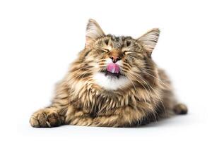 Lovely fluffy cat lying and licking lips on white background photo