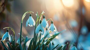 Snowdrop flowers against bokeh background. Spring blooms in morning forest with blurred backdrop photo