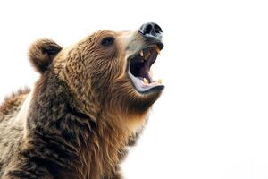 oso pardo oso gruñendo aislado en blanco antecedentes. marrón oso cabeza rugidos y muestra colmillos foto