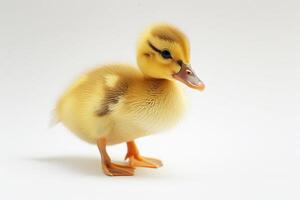 Cute yellow duckling isolated on white. Baby bird photo