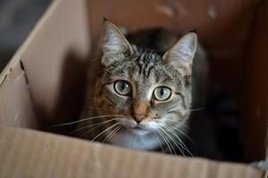 Cute tabby cat looking at camera in cardboard box photo