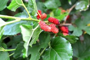 A group of red, dark red mulberry among with green leaves. photo