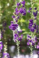 Showy sky flowers with green leave. photo