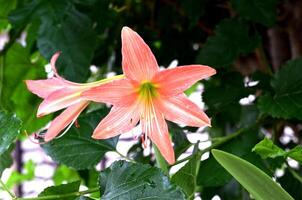 Beautiful soft orange Hippeastrum flower and green leaves. photo