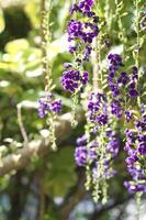 Showy sky flowers with green leaves. Duranta erecta, Golden Dew Drop, Pigeon Berry photo