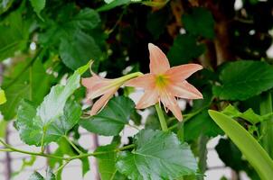 Beautiful soft orange Hippeastrum flower and green leaves. photo