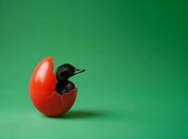 Broken egg shell painted red, black duckling hatching, bright green background. Black history conceptual background. photo