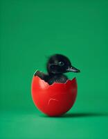 Broken egg shell painted red, black duckling hatching, bright green background. Black history conceptual background. photo