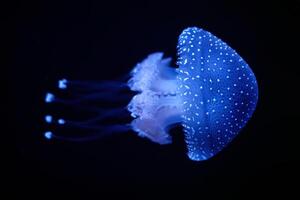 Tropical Jellyfish Phyllorhiza punctata white-spotted jellyfish underwater photo