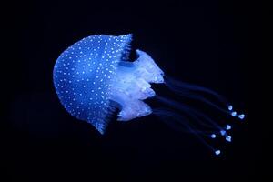 Tropical Jellyfish Phyllorhiza punctata white-spotted jellyfish underwater photo