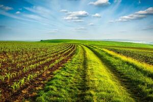 Rolling fields of Moravia photo