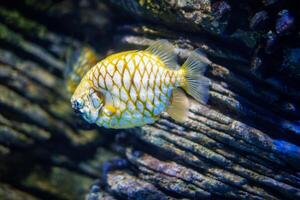 Australian pineapplefish fish in sea photo