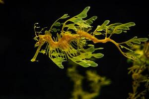 Leafy Seadragon Phycodurus eques fish underwater photo