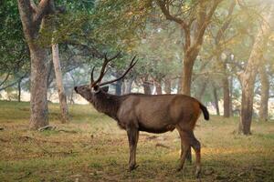 masculino sambar rusa unicolor ciervo en ranthambore nacional parque, rajastán, India foto