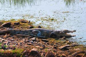 desaire de nariz pantano cocodrilo asaltador cocodrilo crocodylus palustris foto