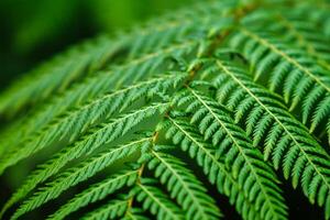 Sphaeropteris cooperi or Cyathea cooperi lacy tree fern, scaly tree fern photo