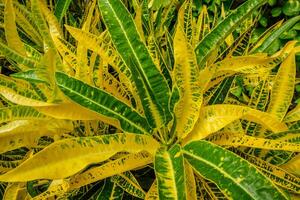 Garden croton Codiaeum variegatum aka variegated croton photo