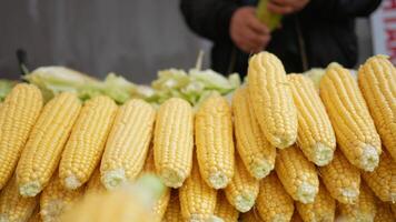 Stacked sweet corn on the cob sits on the table, a staple food in cuisine video
