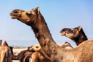 Camels at Pushkar Mela Camel fair in Rajasthan photo