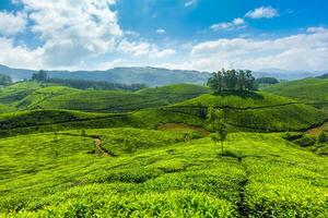 té plantaciones munar, kerala, India foto