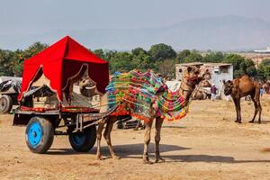 Camel taxi. Pushkar Mela Pushkar Camel Fair . Pushkar, Rajasthan, India photo