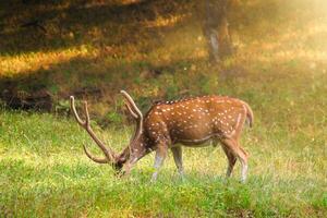 hermosa masculino chital o manchado ciervo en ranthambore nacional parque, rajastán, India foto