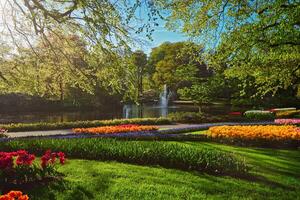 Keukenhof flower garden. Lisse, the Netherlands. photo