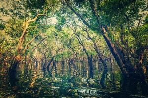 inundado arboles en mangle lluvia bosque foto