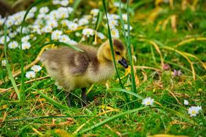 Canada goose goslings photo